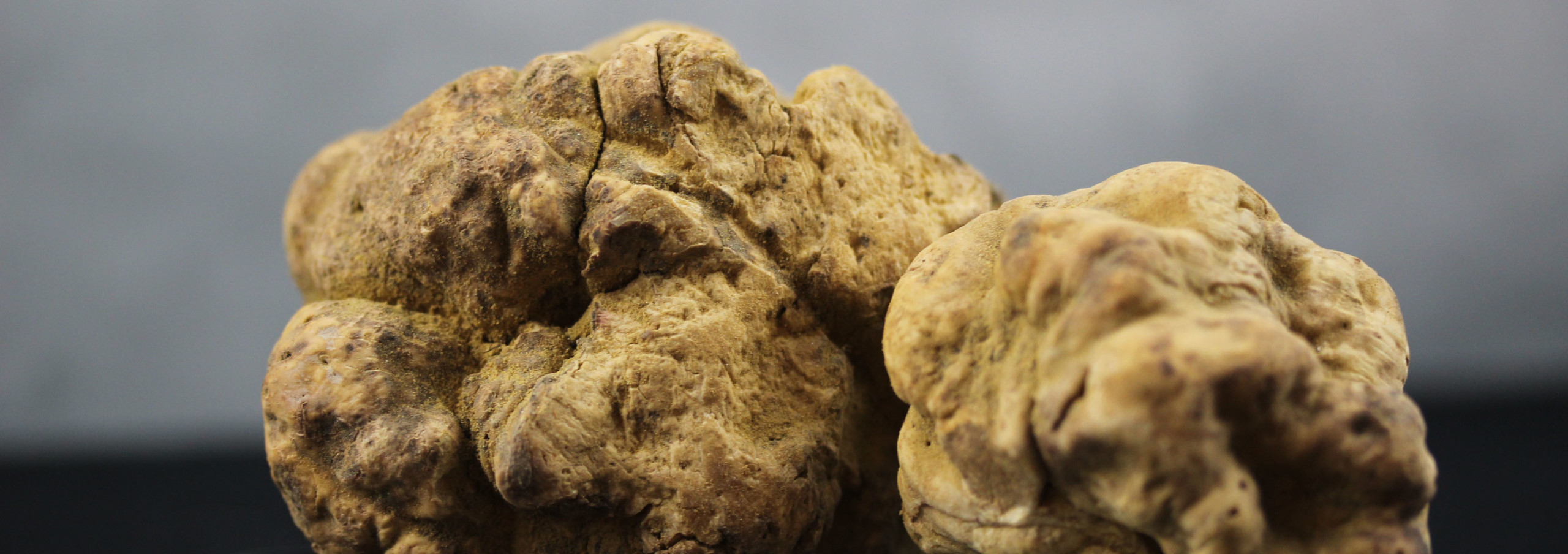 White-Truffle-1-3-scaled.jpg