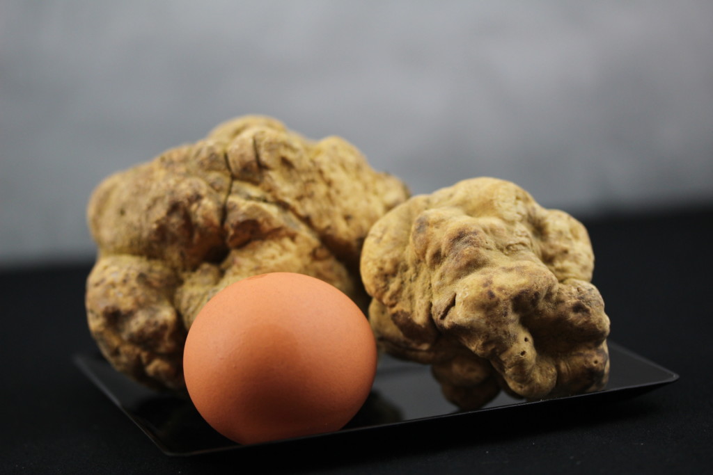 White Truffle - Brown Egg